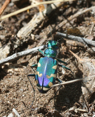 Cicindela coerulea nitida