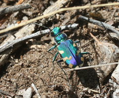 Cicindela coerulea nitida