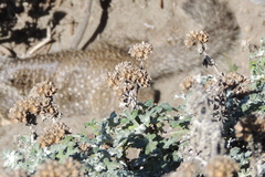 Eriophyllum staechadifolium