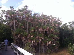 Acoelorraphe wrightii