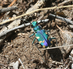 Cicindela coerulea nitida