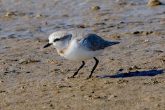 Charadrius pallidus