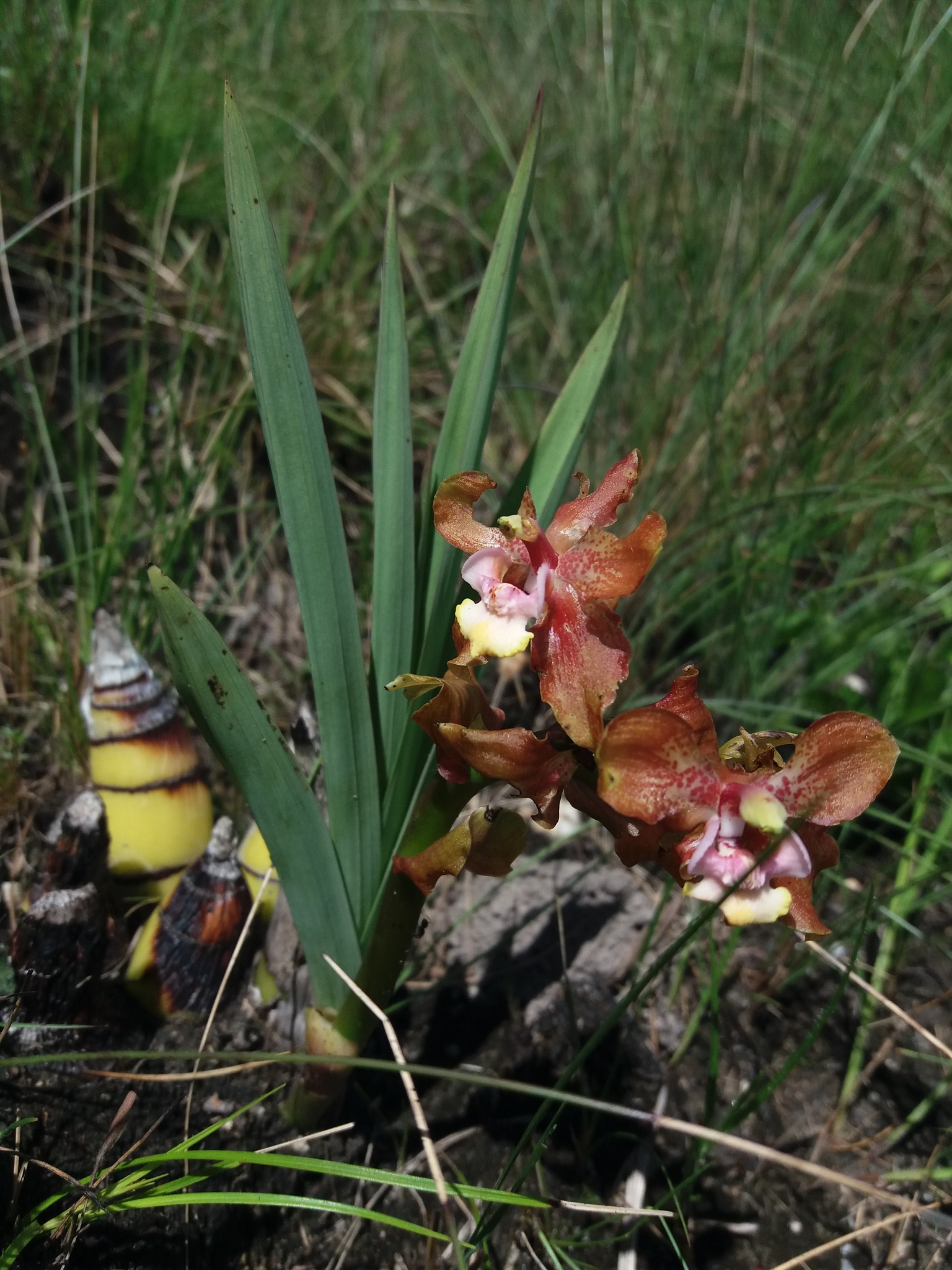 Cyrtopodium lamellaticallosum J.A.N.Bat. & Bianch.