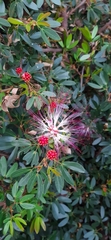 Calliandra magdalenae