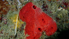 Amphimedon compressa