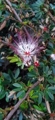 Calliandra magdalenae