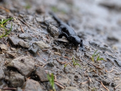 Salamandra atra