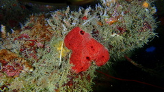 Amphimedon compressa