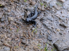 Salamandra atra
