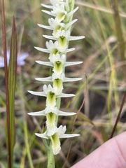 Spiranthes longilabris