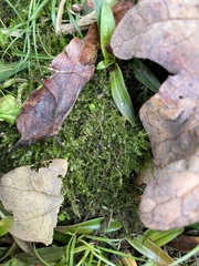 Oxyrrhynchium hians