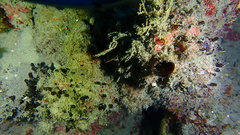 Oceanapia bartschi