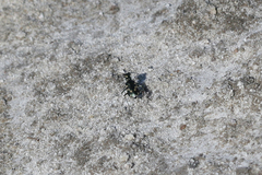 Cicindela willistoni