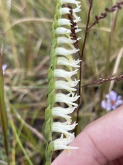 Spiranthes longilabris