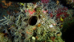 Oceanapia bartschi