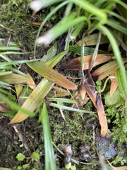 Oxyrrhynchium hians