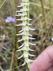 Spiranthes longilabris