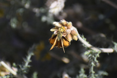 Hylephila phyleus phyleus