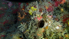 Oceanapia bartschi
