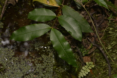 Melodinus australis