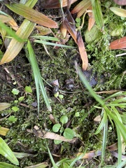Oxyrrhynchium hians