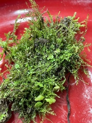 Oxyrrhynchium hians