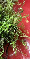Oxyrrhynchium hians