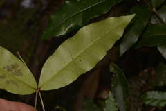 Melodinus australis