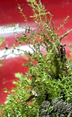Oxyrrhynchium hians