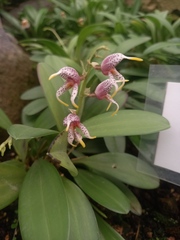 Masdevallia amanda