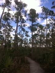 Pinus elliottii densa