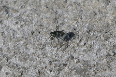 Cicindela willistoni