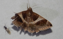 Dysgonia torrida