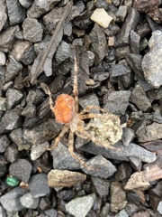 Araneus