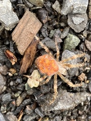 Araneus