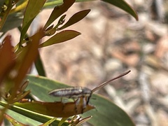 Rhinotia