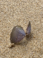 Latona deltoides