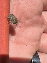 Pachycorinae