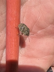 Pachycorinae