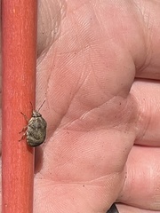 Pachycorinae
