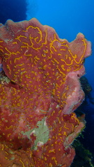 Petrosia pellasarca