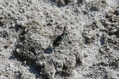Cicindela willistoni