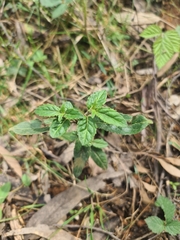 Prostanthera lasianthos