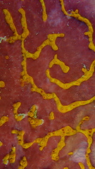 Petrosia pellasarca
