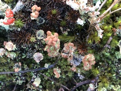 Cladonia floerkeana