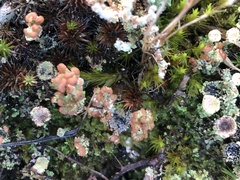 Cladonia floerkeana