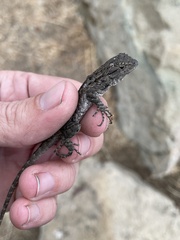 Sceloporus occidentalis