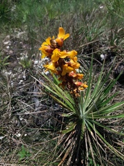 Dyckia