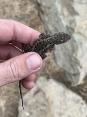 Sceloporus occidentalis