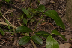 Baloghia inophylla